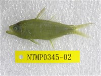 藏品(少棘雙邊魚)的圖片
